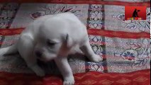 SPIDZ DOG PLAYNG WITH WHIGHT LABRADOR PUPPY