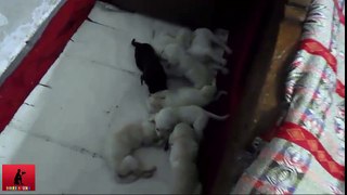 7 white labrador puppy is playing with Choklet labrador puppy 30 days