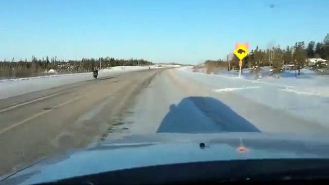 Elle croise des loups en allant au boulot