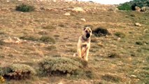 Kangal Çoban Köpeği - Toros