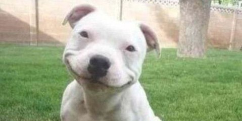 Funny Dogs Compilation - Funny dogs caught on cam