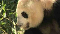 El oso panda Chulina da su primer paseo por el zoo de Madrid