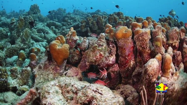 Scuba Diving Salt Pier in Bonaire