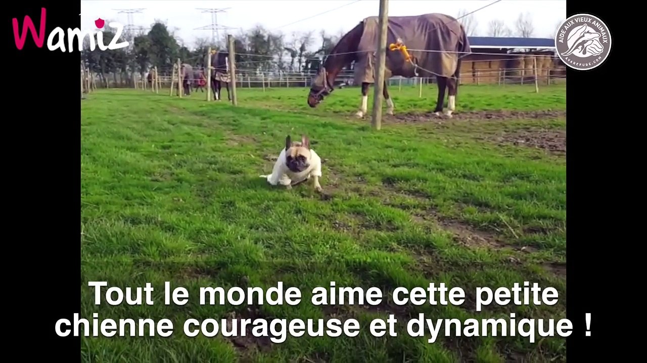 Harmony, Bouledogue handicapée du refuge AVA[via torchbrowser.com]