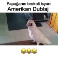 Veysel Zaloglu Papağanın brokoli isyanı - Amerikan Dublaj