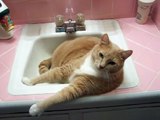 Hartnäckige Katze streitet mit Mama, weigert sich, das Waschbecken zu verlassen ... seine Reaktion ist urkomisch!