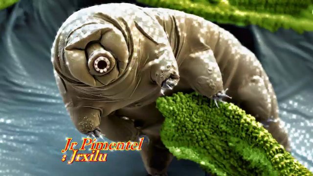 DRAGÃO DE COMODO, batalhas de animais selvagens, mundo animal, confrontos animais, animais selvagens atacando