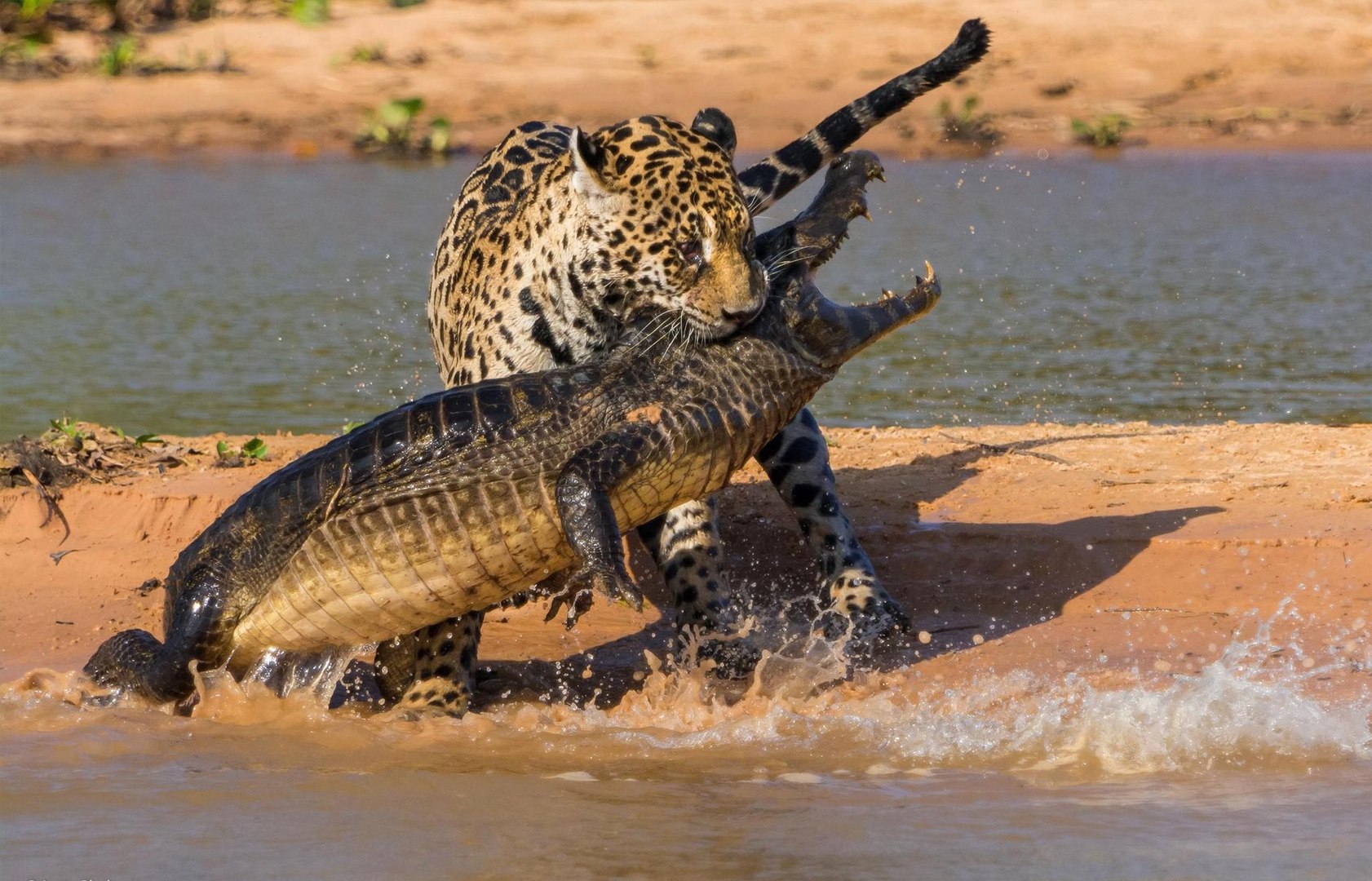 ONÇA VS JACARÉ, batalhas de animais selvagens, mundo animal, confrontos animais, animais selvagens a