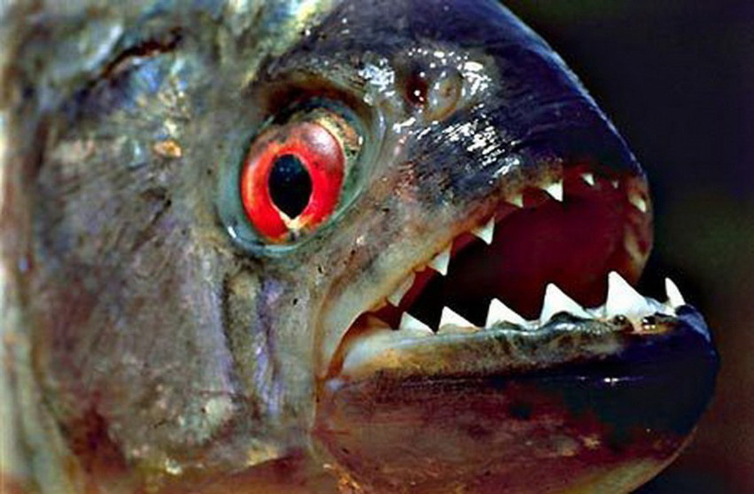 PIRANHAS ATACANDO, batalhas de animais selvagens, mundo animal, confrontos animais, animais selvagens atacando