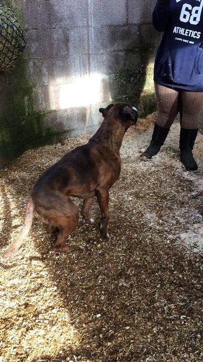 Bob the Boxer Helps in the Stable