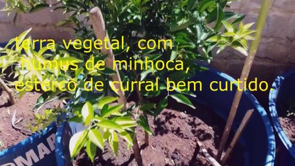 plantaçoes na caixa vejam !!!!!