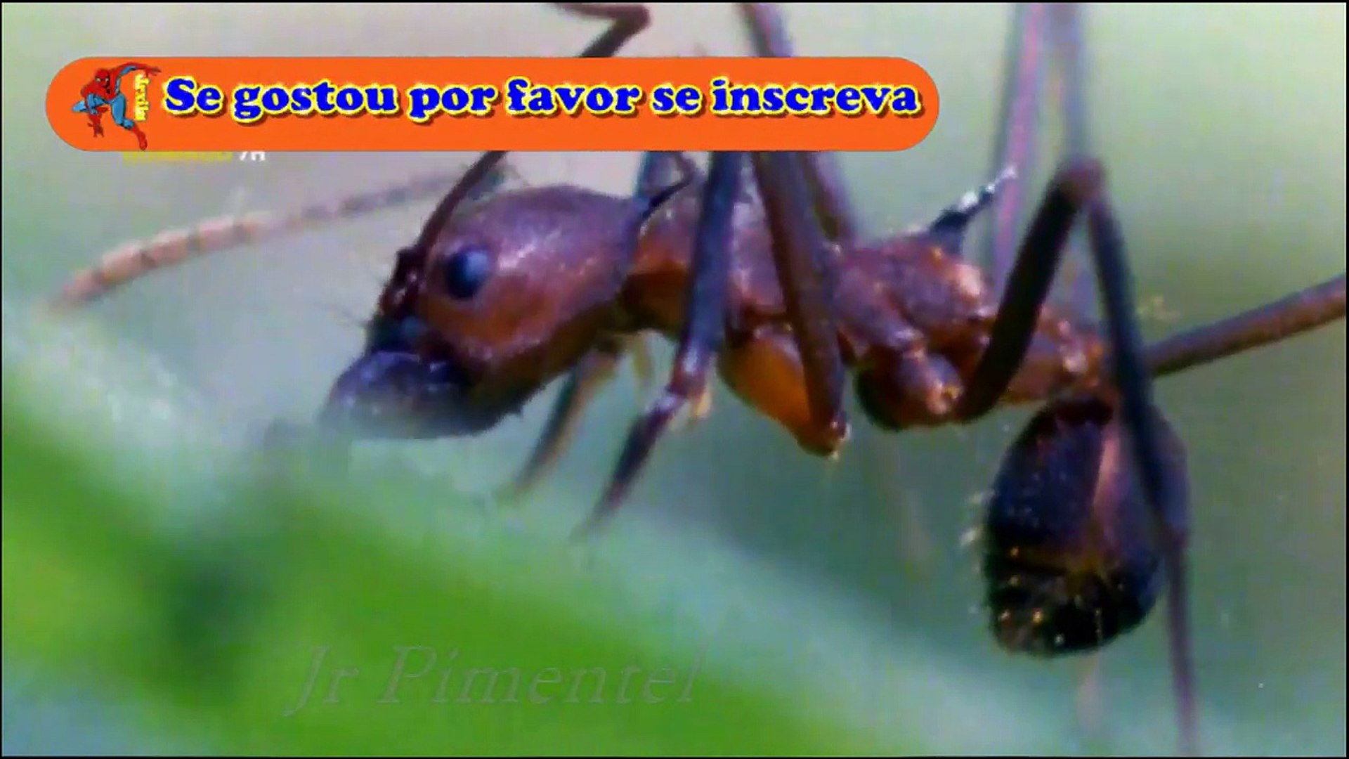 FORMIGAS CORTADEIRAS FORÇA DE MILHARES