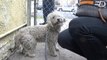 Rescuers Chase Homeless Poodle From Freeway