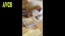 Funny little kitten sneezing