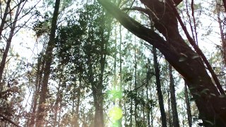 ARBOR DEMON Trailer (2017) Horror Movie http://BestDramaTv.Net