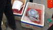 Foto bayi lumba-lumba dijual di pasar ikan membuat marah warga - Tomonews