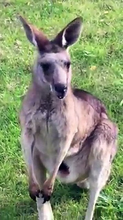 Kangaroo With His Kid