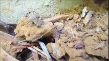 Active Termites Discovered During Home Inspection by HK Inspections Longview, Texas