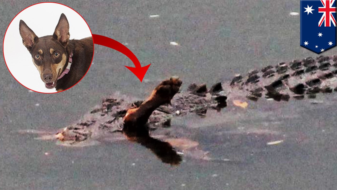 Crocodile pictured chomping down on Kelpie dog