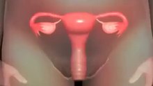 Fertilization-YBfCW