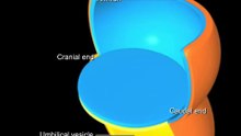 Gastrulation-sUuX-4f
