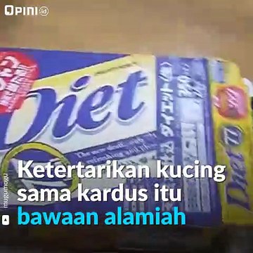 Antara Kucing Dan Kardus