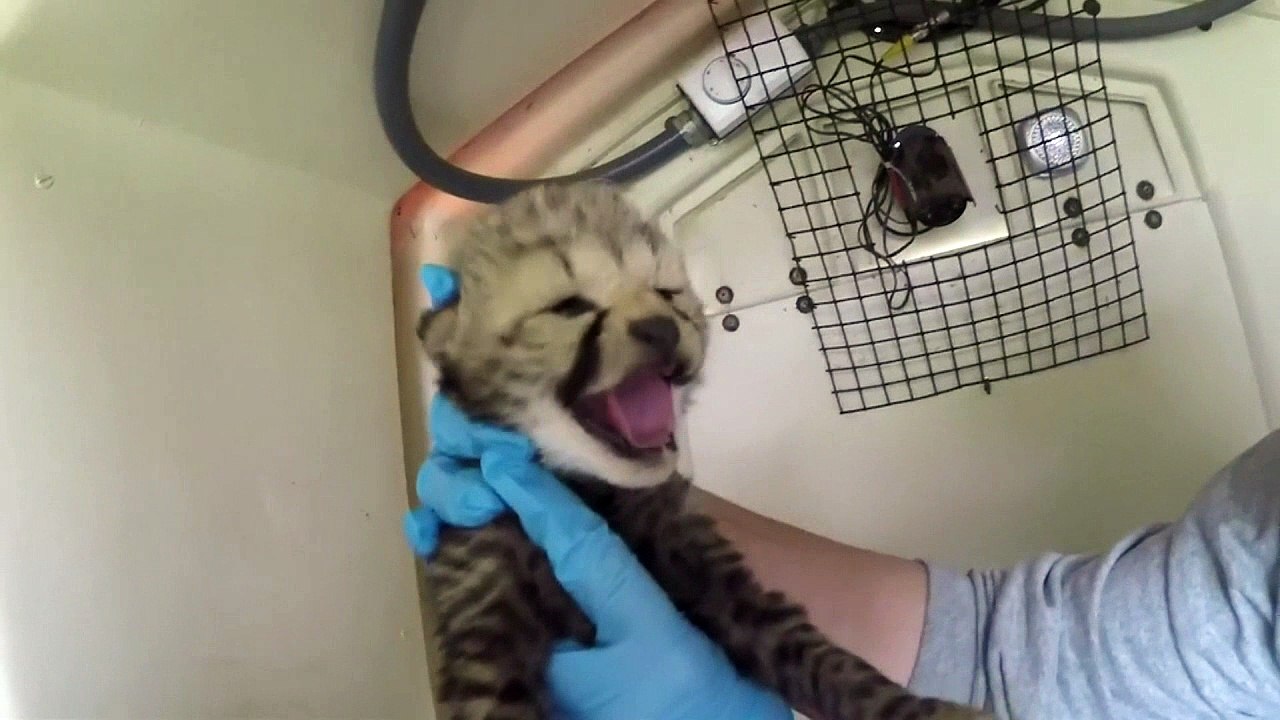 Meet a pile of cheetah cubs born in Virginia