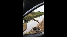 Regardez le saut que fait cette panthère dans les Everglades en Floride