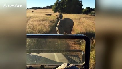 Rhino blocks road during safari in South Africa