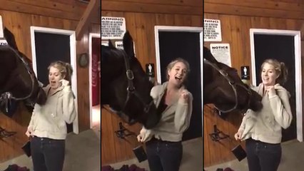 Un cheval s'amuse avec un fermeture éclair