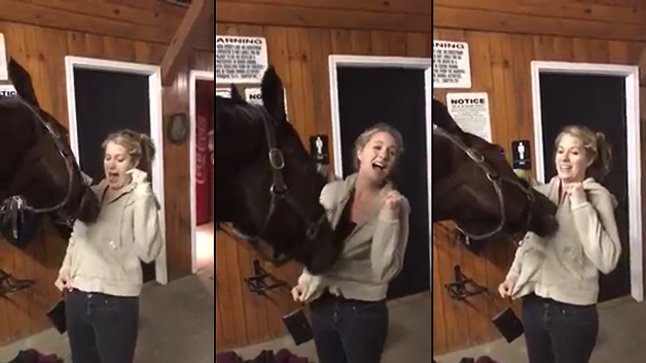 Un cheval s'amuse avec un fermeture éclair