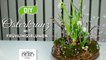 DIY - hübscher Osterkranz mit Frühlingspflanzen [How to] Deko Kitchen-6sLy