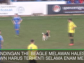 VIRAL: Sepakbola: Seekor Anjing Lakukan Invasi Ke Lapangan