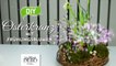 DIY - hübscher Osterkranz mit Frühlingspflanzen [How to] Deko Kitchen-6sLyryw