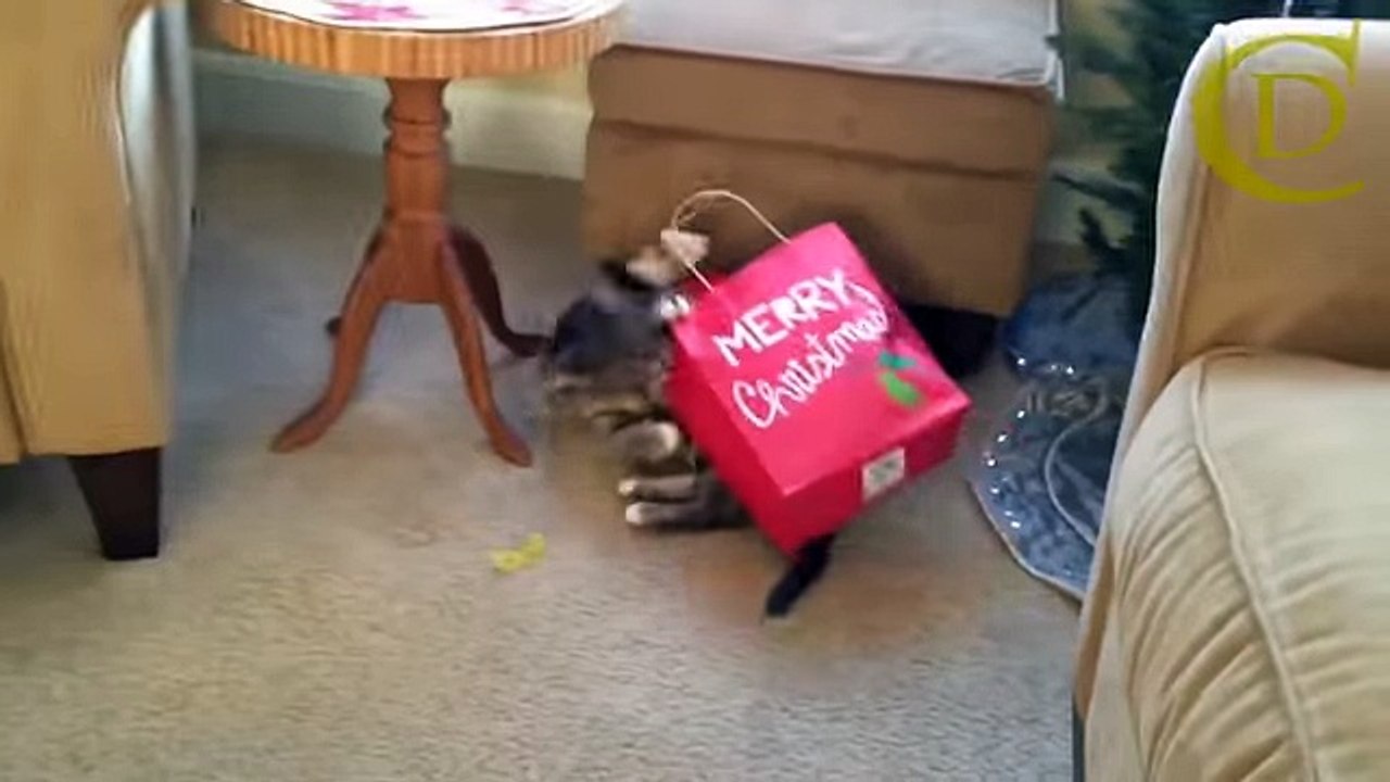 Best funny cats videos clip | funny animals video collections