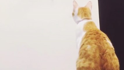 Une chatte aide son bébé à attraper un jouet