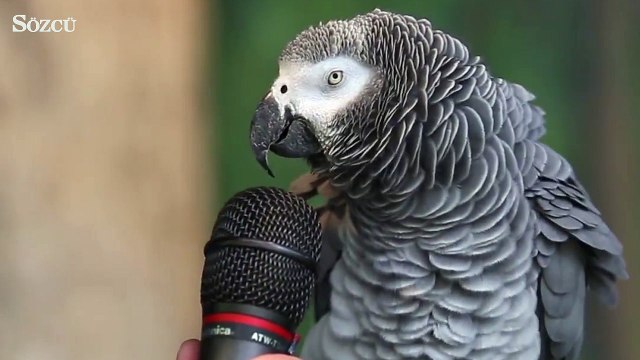 Papağanların ne kadar yetenekli olduğunun kanıtı...