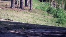 WATCH: This video of an alligator chilling with 16 babies will have you glued to your screen