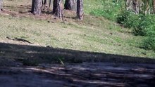 Mother alligator leads babies across a Florida golf course 2017