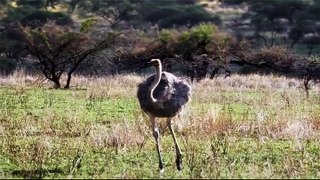 3 Cheetahs Attack and Kill Ostrich at Lion Park