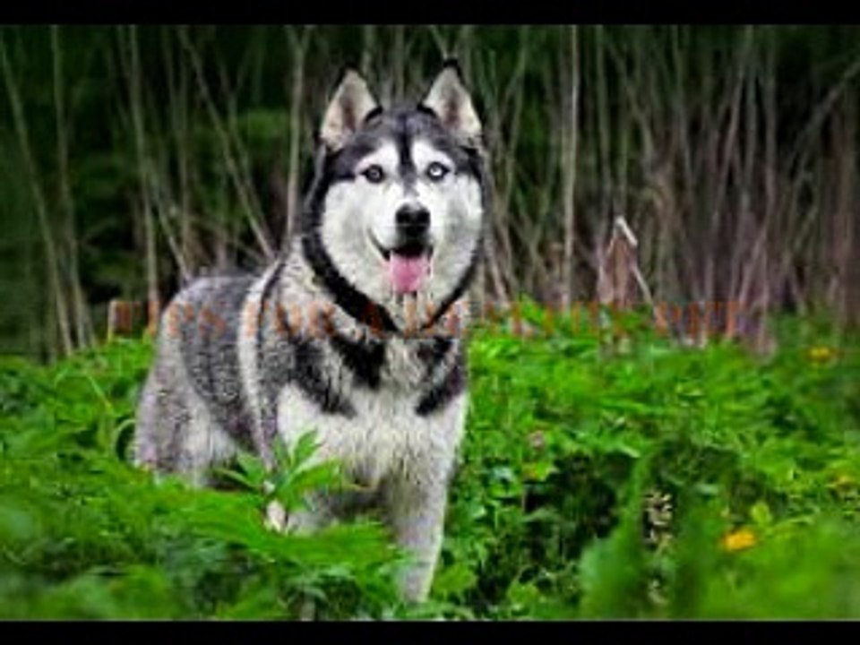 tips for a healthy pet
