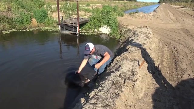 {GRAPHIC} Soft Shell Turtle! Catch, Clean, Cook! Tasty Tuesday!!!-_d