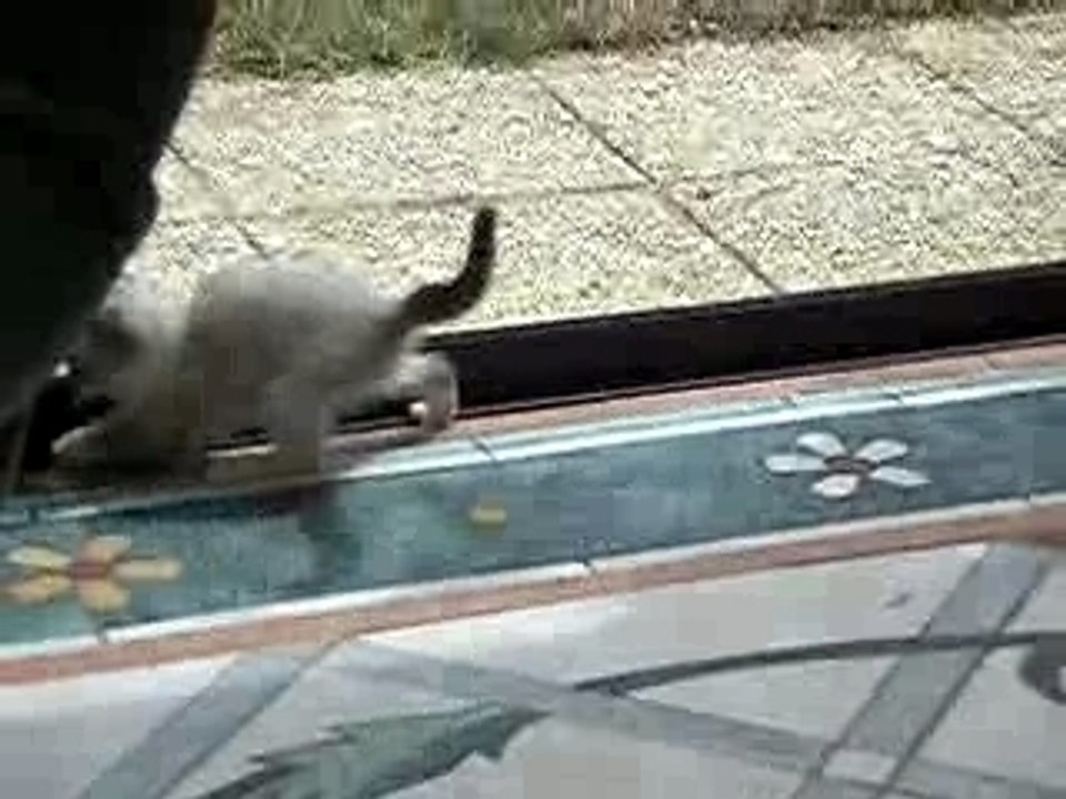 funny cat