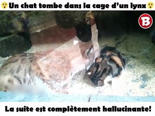 Un chat tombe dans la cage d’un lynx