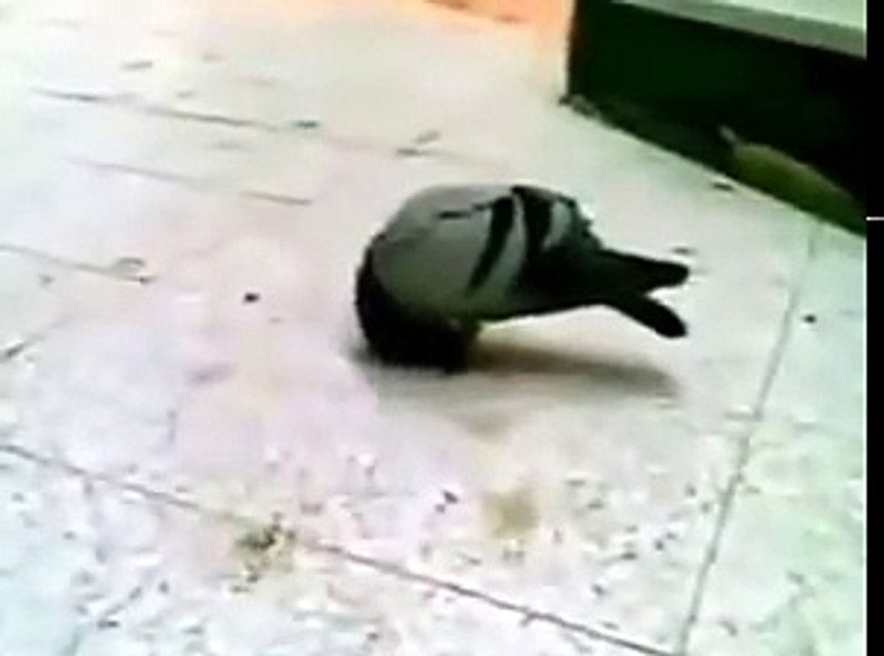 12335143_933186880099425_199236952_n