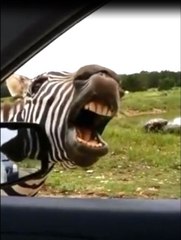 Ekmeğini Yol Kenarında Şarkı Söyleyerek Çıkartan Zebra