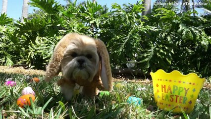 Munchkin the Teddy Bear is ready for Easter