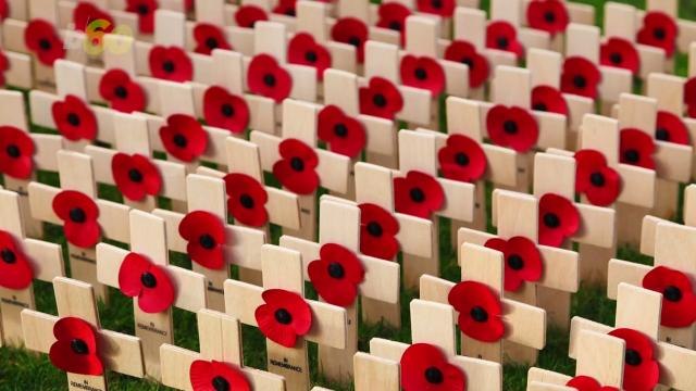 This Is Why Poppies Are An International Symbol Of Remembrance