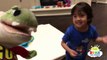 Hide and Seek Playing Chase with Gus The Gummy Gator! Kids playtime Rainbow Gummy Jello egg!-XnGCbP