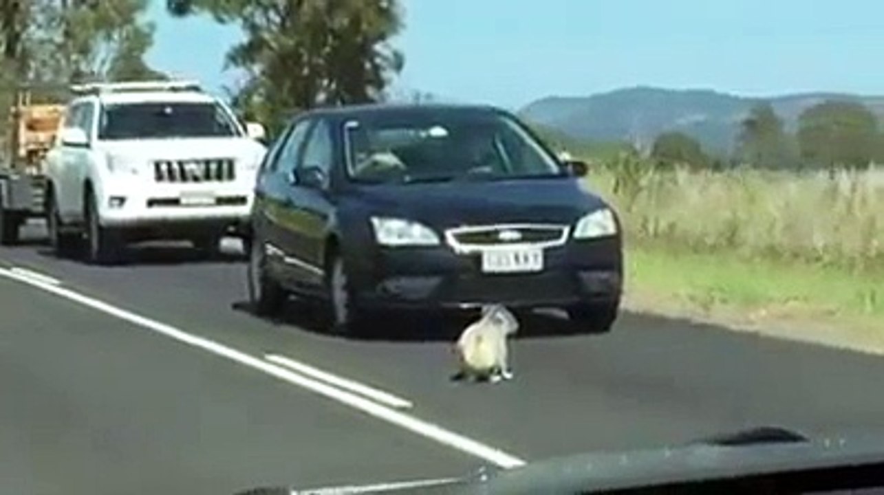 Australie: un koala provoque un embouteillage sur une autoroute